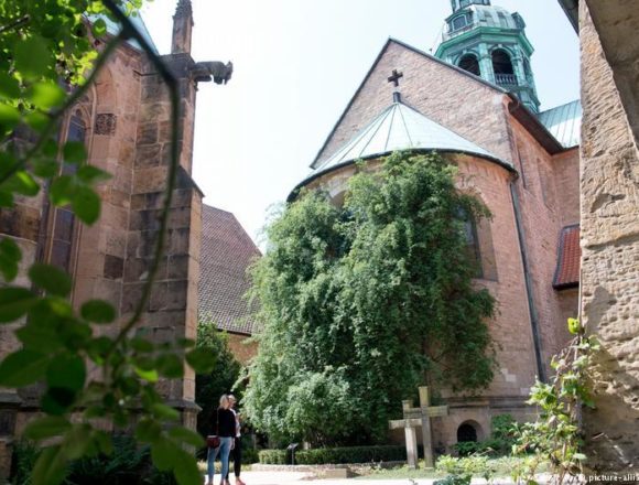 У Німецькому соборі розквітла 1000-річна троянда (фото) У Німецькому соборі розквітла 1000-річна троянда (фото)